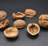 核桃殼屬於（yú）什麽垃圾九一影视，應（yīng）該扔什麽垃圾桶